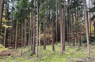 Gewerbeimmobilie kaufen in 86564 Brunnen, Ca. 1,0279 Hektar gepflegter Mischwald bei Brunnen zu verkaufen