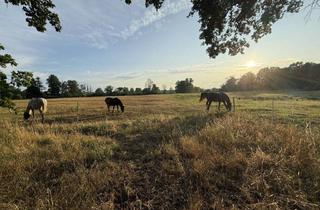Einfamilienhaus kaufen in Zehdenicker Chaussee, 16559 Liebenwalde, Gepflegtes Einfamilienhaus mit 5 Zimmern in Liebenwalde