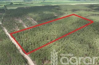 Gewerbeimmobilie kaufen in 14793 Ziesar, Kiefernwald (ca. 5,5 ha) zw. Berlin und Magdeburg