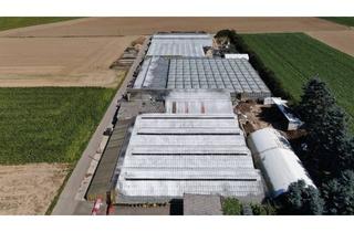 Gewerbeimmobilie kaufen in 52511 Geilenkirchen, Verkauf eines Gärtnereigrundstücks mit Gewächshäusern, Anlagen und Inventar