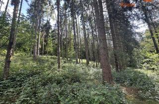 Anlageobjekt in 97791 Obersinn, Waldgrundstücke in Obersinn – 18.175 m² Mischwald zur Brennholznutzung & Investition