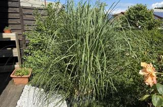 Wohnung mieten in Sierckerstr., 74638 Waldenburg, 4 Zimmerwohnung EG mit eigenem Gartenanteil und 2 Stellplätze