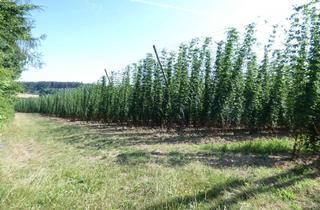 Grundstück zu kaufen in 85276 Pfaffenhofen, Nähe Pfaffenhofen, Ackerland gute Bonität