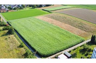 Grundstück zu kaufen in 74909 Meckesheim, Investieren, wo Zukunft wächst – Bauerwartungsland in Meckesheim