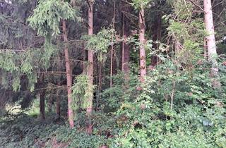 Gewerbeimmobilie kaufen in Kottingwörth, 92339 Beilngries, Waldgrundstück in der Gemarkung Köttingwörth zu verkaufen