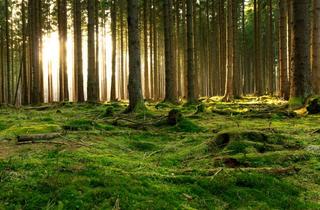 Gewerbeimmobilie kaufen in Kottingwörth, 92339 Beilngries, Waldgrundstück in der Gemarkung Köttingwörth zu verkaufen