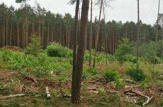Gewerbeimmobilie kaufen in 39524 Wust, 24.966 m² Wald mit Kiefern in Schönhausen an der Elbe