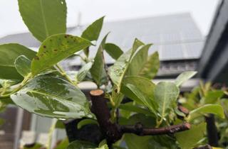 Anlageobjekt in 48249 Dülmen, Dülmen-Merfeld - Höners Esch - vermietete Doppelhaushälfte