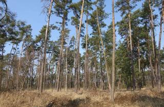 Gewerbeimmobilie kaufen in 39517 Bellingen, Wald- und Ackerflächen in der Gemarkung Bellingen