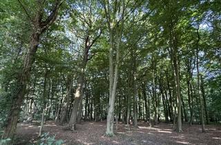 Grundstück zu kaufen in Waldweg, 41751 Viersen, Waldgrundstück in Viersen - Boisheim zu verkaufen