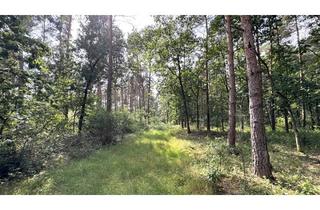 Grundstück zu kaufen in 26203 Wardenburg, Großzügige Waldfläche (ca. 2,7 ha) mit Kiefernbestand und Mischgehölzen in Wardenburg