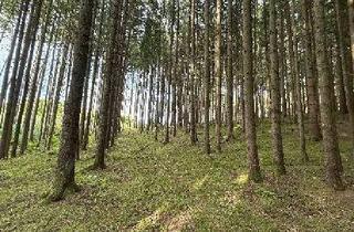 Gewerbeimmobilie kaufen in 86450 Altenmünster, Werden Sie Waldbesitzer!