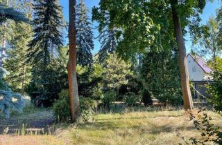 Grundstück zu kaufen in 04821 Brandis, Selber Bauen in Waldsteinberg!