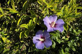 Wohnung mieten in Hammerstraße, 01855 Sebnitz, Familienwohnung Erstbezug nach Modernisierung