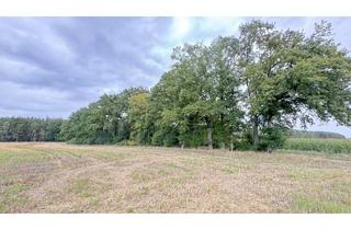 Gewerbeimmobilie kaufen in Gottschower Dorfstraße, 19339 Plattenburg, Attraktive Waldgrundstücke mit gutem Baumbestand - Wald- & Forstwirtschaft -