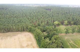 Grundstück zu kaufen in Gottschower Dorfstraße, 19339 Plattenburg, Attraktive Waldgrundstücke mit gutem Baumbestand - Wald- & Forstwirtschaft -