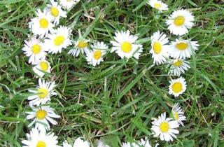 Grundstück zu kaufen in 29549 Bad Bevensen, Top Baugrundstück in bester Wohnlage von Bad Bevensen