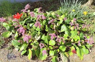 Einfamilienhaus kaufen in 64569 Nauheim, Leben Sie Ihren Traum vom Eigenheim: Saniertes, großzügiges Haus mit großem Grundstück