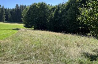 Immobilie kaufen in 95671 Bärnau, Sichern Sie sich ein eigenes Naturgrundstück in sehr ruhiger Lage oder Ihren Holzplatz mit guter Zufahrt!