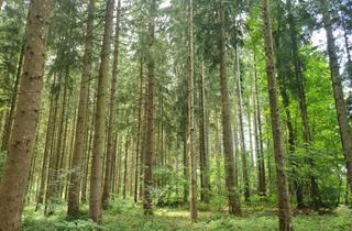 Immobilie kaufen in 83607 Holzkirchen, Waldfläche Nähe Holzkirchen zu verkaufen, Obj. T/0553-1