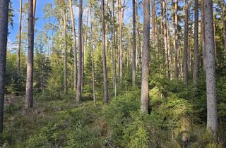 Immobilie kaufen in 95685 Falkenberg, Große zusammenhängende Waldfläche nahe Falkenberg zu verkaufen