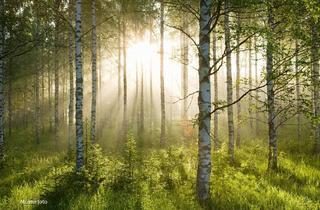 Immobilie kaufen in 92543 Unteraich, Waldgrundstück bei Unteraich