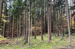 Immobilie kaufen in 86564 Brunnen, Ca. 1,0279 Hektar gepflegter Mischwald bei Brunnen zu verkaufen