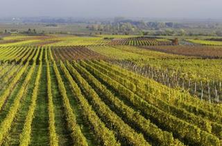 Wohnung kaufen in 67434 Diedesfeld, *Reserviert* Stilvolle Helle 3-Zimmer Eigentumswohnung mit großer Dachterrasse – ca. 84 m² Wfl.