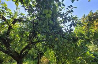 Doppelhaushälfte kaufen in 91126 Dietersdorf, Freie, naturnahe Doppelhaushälfte mit viel (Ausbau-) Potential ! Streuobstwiese, eigener Bachlauf...