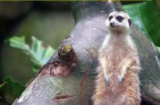 Haus kaufen in 95179 Geroldsgrün, Die Steinzeit ist vorbei! Energieeffizient Bauen.