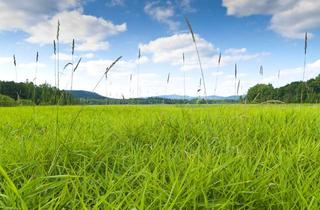 Grundstück zu kaufen in 79410 Badenweiler, Bauplatz für ein freistehendes Haus