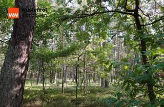Grundstück zu kaufen in 01917 Kamenz, Waldgrundstück mit gutem Baumbestand in Kamenz - gute Anbindung zur A4