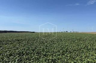 Immobilie kaufen in 38464 Groß Twülpstedt, Umfangreiche Ackerlandparzellen in Groß Twülpstedt