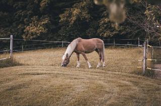 Immobilie kaufen in 94405 Landau, Landwirtschaftliches Anwesen f. Pferdehaltung in Niederbayern zu verkaufen