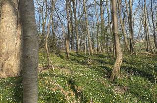 Gewerbeimmobilie kaufen in Marienstraße, 52477 Alsdorf, Waldfläche (arrondiert) in Alsdorf zu verkaufen