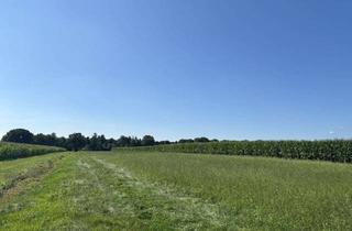 Gewerbeimmobilie kaufen in 26188 Edewecht, Großzügige ca. 6,7 ha Acker- und Grünland in Edewecht / Jeddeloh II