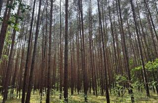 Gewerbeimmobilie kaufen in Waldgrundstück, 16835 Lindow (Mark), Mischwald mit lukrativen Nutzungsoptionen bei Neuruppin