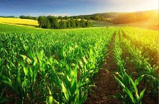 Grundstück zu kaufen in 26169 Friesoythe, Land- / Forstwirtschaft in 26169 Friesoythe Einmalig – ProviFrei – Ihre Gelegenheit