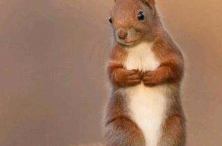 Wohnung kaufen in 38448 Wolfsburg, Wolfsburg - Gartenwohnung, Wolfsburg-Rabenberg