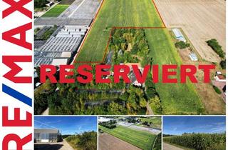 Grundstück zu kaufen in 47533 Kleve, Große landwirtschaftliche Fläche in Reichswalde zu verkaufen!