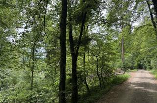Anlageobjekt in 83543 Rott, Attraktives großes Waldgrundstück mit ggf. Zukunftspotenzial zu Verkaufen. Preis auf Anfrage.