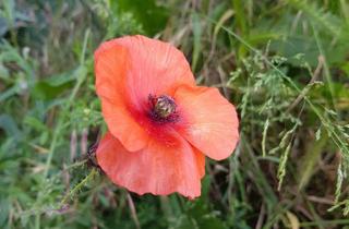 Grundstück zu kaufen in Bendenweg 10b, 50374 Erftstadt, Baugrundstück in Erftstadt-Borr - Vergabe im Bieterverfahren