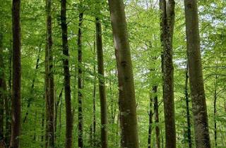 Gewerbeimmobilie kaufen in 74595 Langenburg, Freizeitgrundstück (Wiese + Wald) nähe Langenburg zu verkaufen!