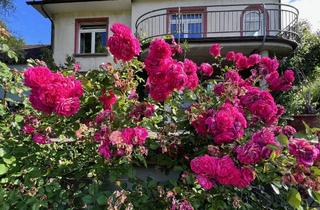 Haus kaufen in Ferndorfer Straße 48, 57223 Kreuztal, Geräumiges Ein- bis Zweifamilenhaus in Kreuztal-Ferndorf auf großem Grundstück