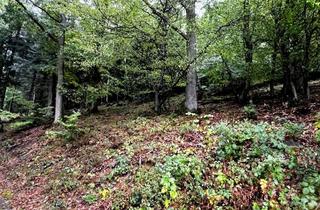 Grundstück zu kaufen in 52152 Simmerath, *** Traumhaftes Hang-Grundstück in der Eifel direkt am Rursee***