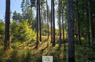 Gewerbeimmobilie kaufen in 85113 Böhmfeld, Jung, mittel, alt - entwickeln und gestalten sie hier den Wald von morgen