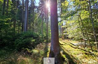 Anlageobjekt in 85113 Böhmfeld, Grün, nachhaltig & regional. Wald als wertstabiles Investment!