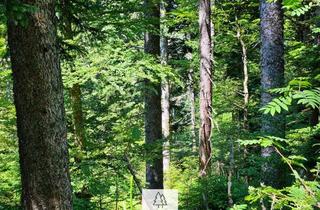 Anlageobjekt in 79862 Höchenschwand, Grün, nachhaltig & regional. Wald als wertstabiles Investment!