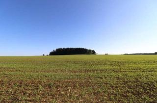 Grundstück zu kaufen in 72525 Münsingen, Magische, refugiumsartige, bebaute Wochenendhausgrundstücke in Hochstetten.Ferientraum im Grünen!