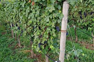 Grundstück zu kaufen in Lage Mandelbäumle, Flurstück-Nr. 277, 74348 Lauffen, Weinberg in 74348 Lauffen/Neckar gegen Gebot zu verkaufen